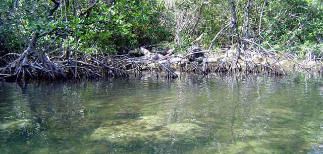 Paz, tranquilidad, pesca y manglares en Río Cocolí