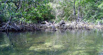 Paz, tranquilidad, pesca y manglares en Río Cocolí