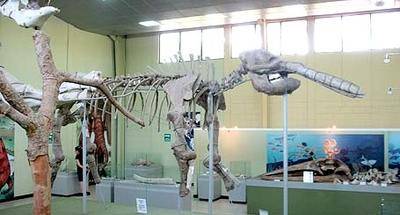 Museo de Paleontología y arqueología Roberto Woolfolk Saravia: entre mastodontes y megaterios