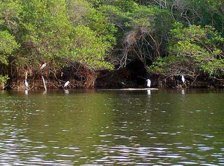 El Paseo en Ferry por el canal de Chiquimulilla es ideal para apreciar la fauna acuática